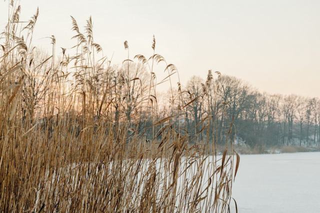 Photo d'illustration : un bassin gelé en hiver bordé de végétation