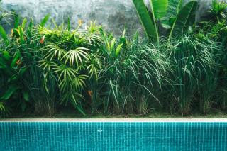 Piscine naturelle et sa zone de lagunage Bassin de baignade naturelle bordé de plantes filtrantes