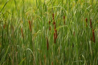 Plantes filtrantes piscine naturelle : choix et plantation