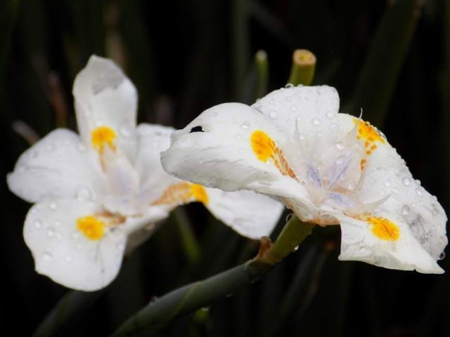 Zone de lagunage : le filtre végétal au coeur de la piscine naturelle Zone de lagunage : le filtre végétal au coeur de la piscine naturelle