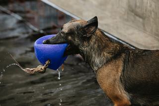 Un chien peut-il nager dans une piscine naturelle ?