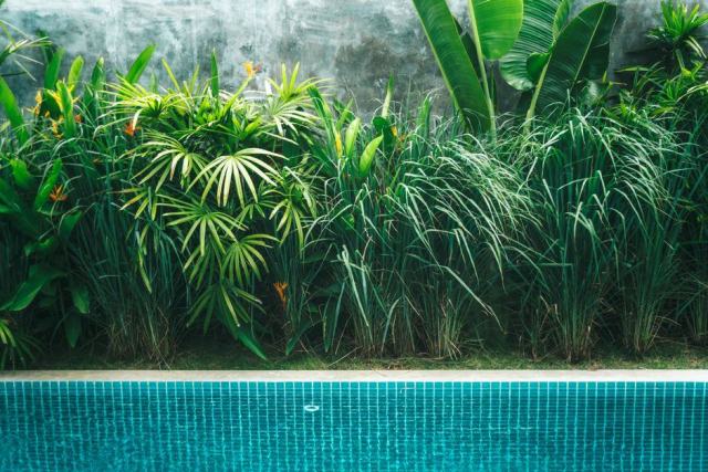 Bassin de baignade naturelle bordé de plantes filtrantes