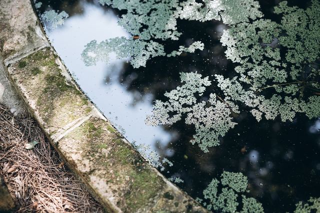 Taxes d'une piscine naturelle : aménagement, foncière et déclaration Taxes d'une piscine naturelle : aménagement, foncière et déclaration