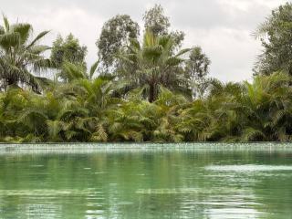 Bassin de baignade planté aménagé dans le prolongement d'une ancienne piscine
